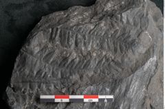 Foto (Detailansicht) von Asplenium hochstetteri Unger (NHMW-GEO-2024-0188-10299)